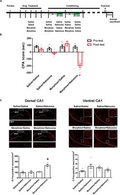 A Conditioning-Strengthened Circuit From CA1 of <mark class="highlighted">Dorsal Hippocampus</mark> to Basolateral Amygdala Participates in Morphine-Withdrawal Memory Retrieval